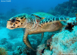 Turtle. Canon G10, W20 Ikelite & Inon D2000. by Bea & Stef Primatesta 